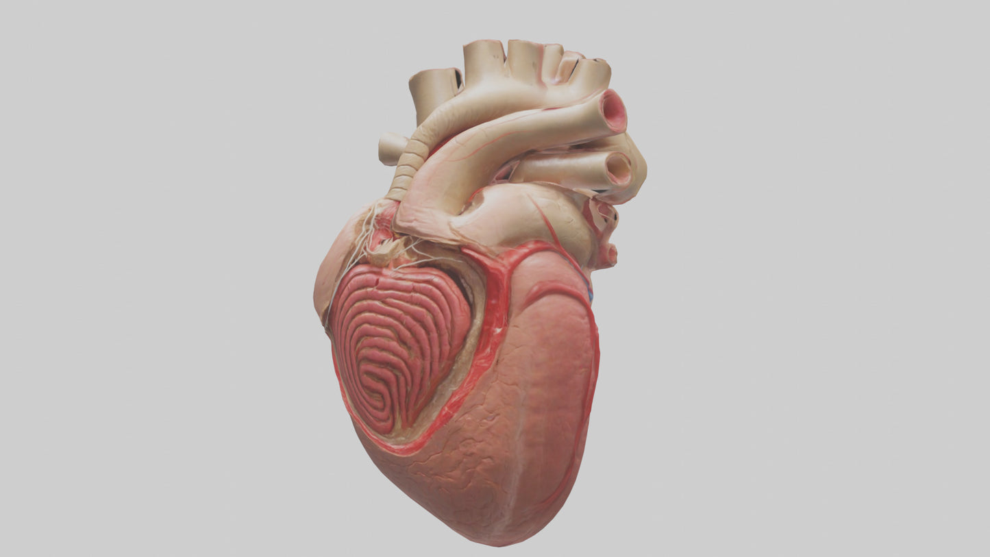 3D model Human Myocardium Model VR / AR / low-poly
