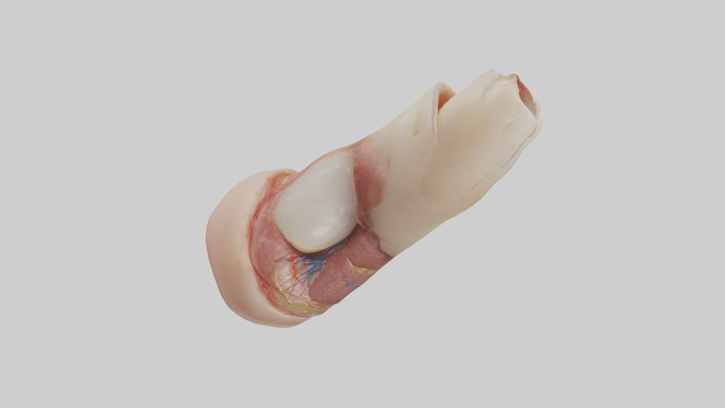 3D model Human Nail Anatomy Model VR / AR / low-poly