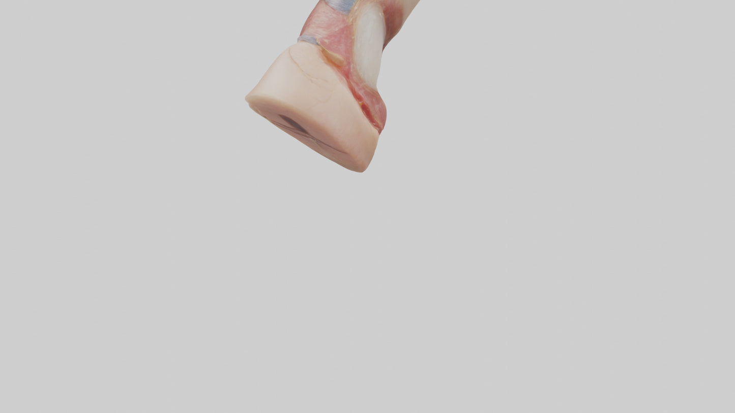 3D model Human Nail Anatomy Model VR / AR / low-poly
