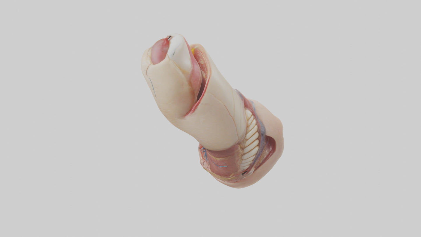 3D model Human Nail Anatomy Model VR / AR / low-poly