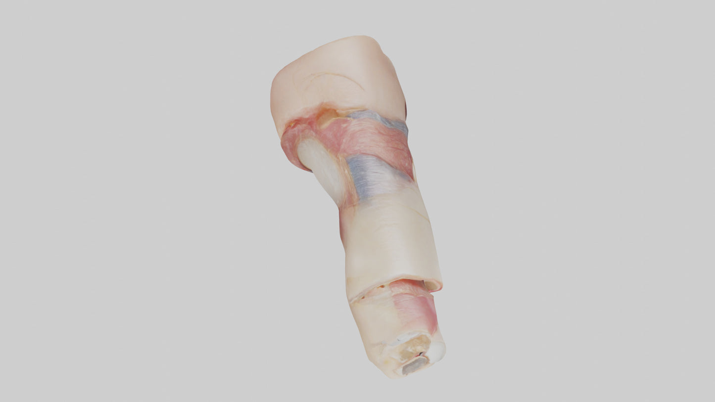 3D model Human Nail Anatomy Model VR / AR / low-poly