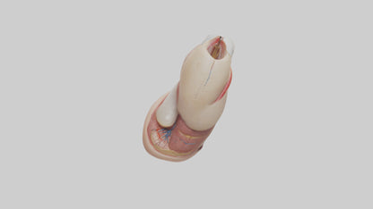 3D model Human Nail Anatomy Model VR / AR / low-poly