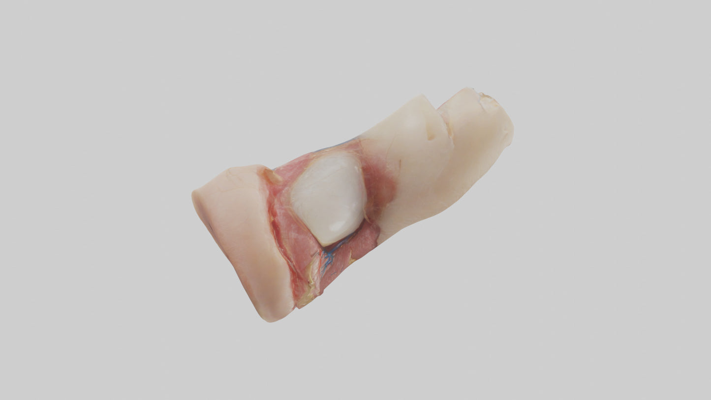 3D model Human Nail Anatomy Model VR / AR / low-poly