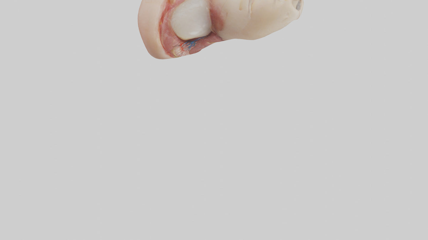 3D model Human Nail Anatomy Model VR / AR / low-poly
