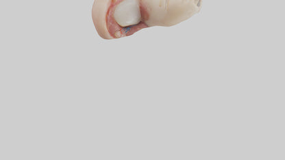 3D model Human Nail Anatomy Model VR / AR / low-poly