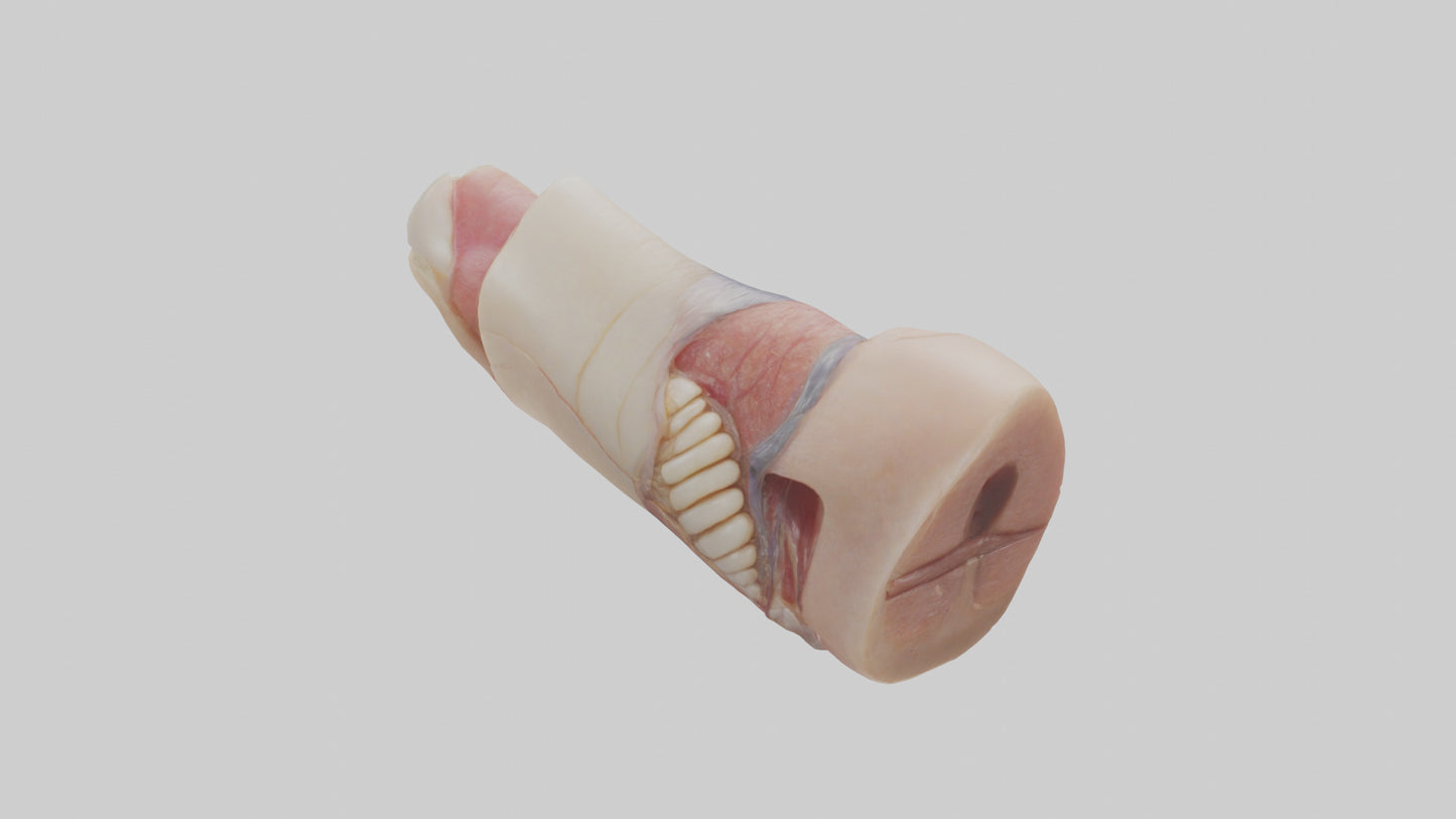 3D model Human Nail Anatomy Model VR / AR / low-poly