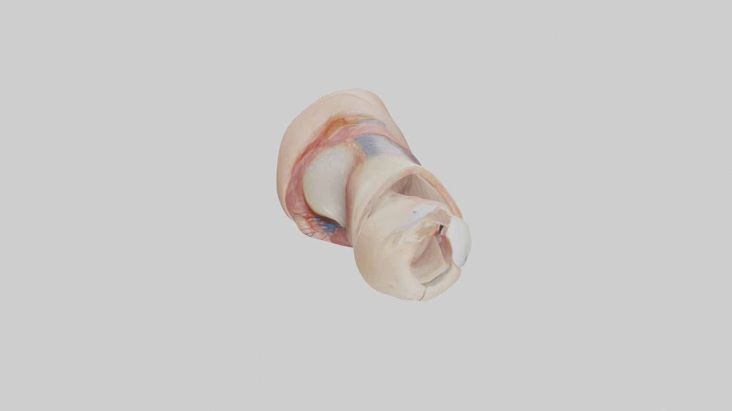 3D model Human Nail Anatomy Model VR / AR / low-poly