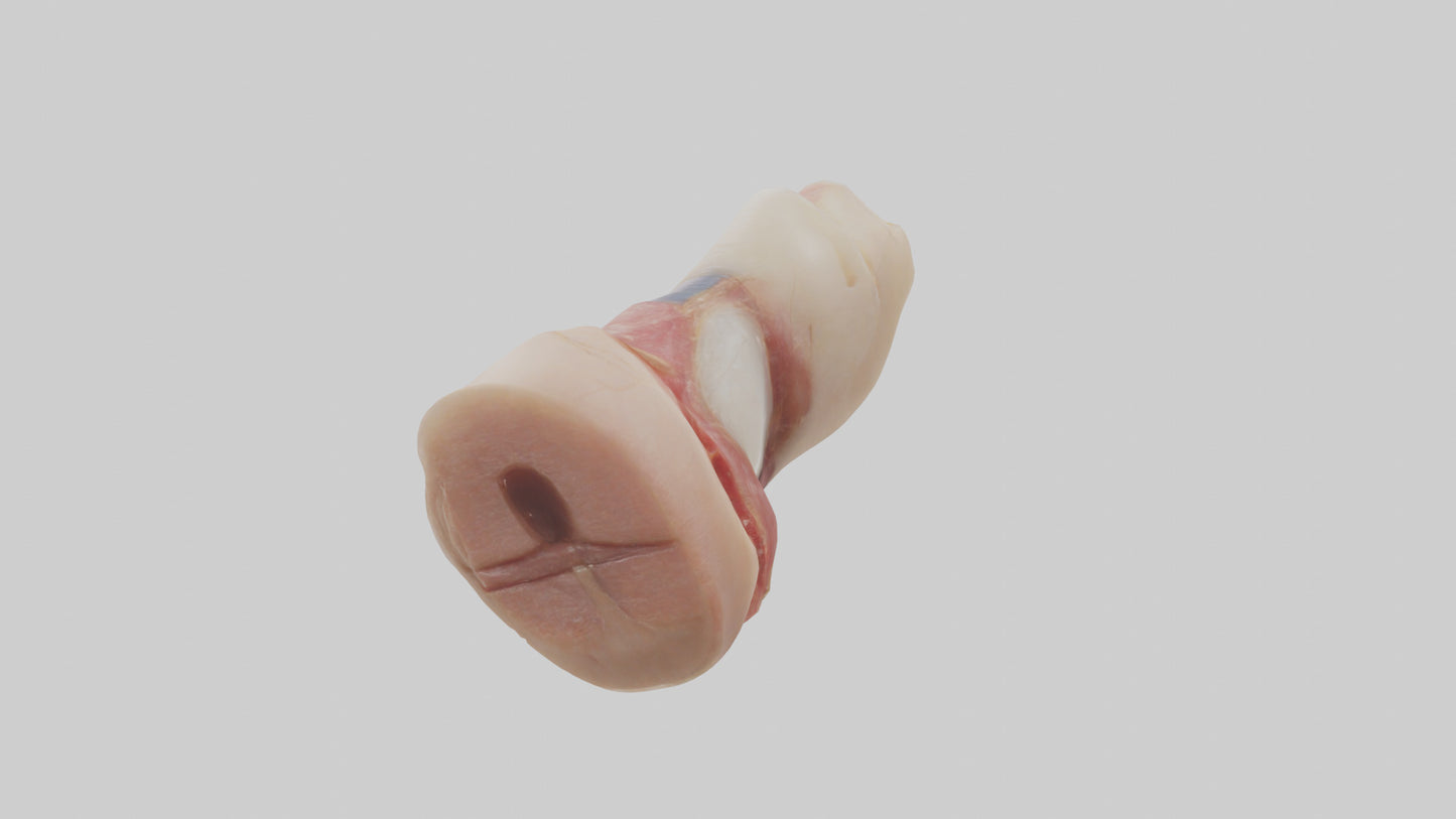 3D model Human Nail Anatomy Model VR / AR / low-poly
