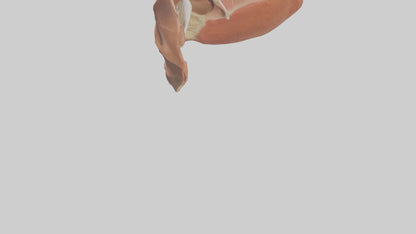 3D model Human Nasal Cavity Model VR / AR / low-poly