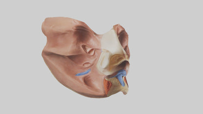 3D model Human Nasal Cavity Model VR / AR / low-poly
