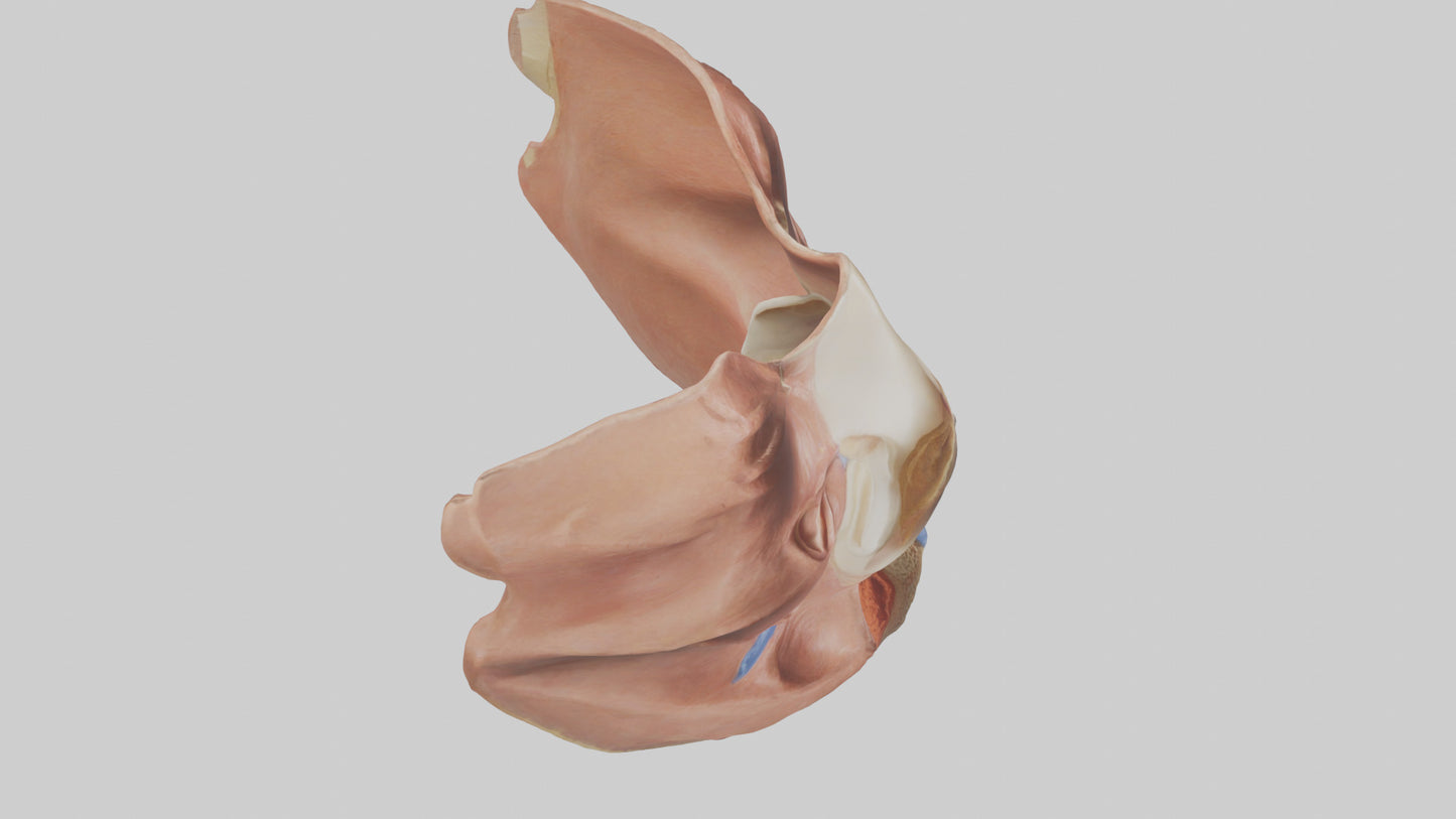 3D model Human Nasal Cavity Model VR / AR / low-poly