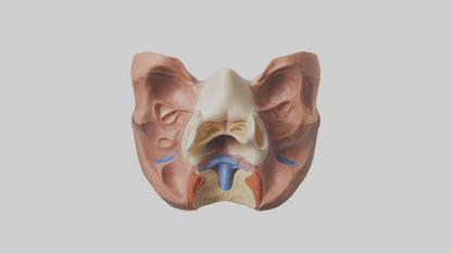 3D model Human Nasal Cavity Model VR / AR / low-poly