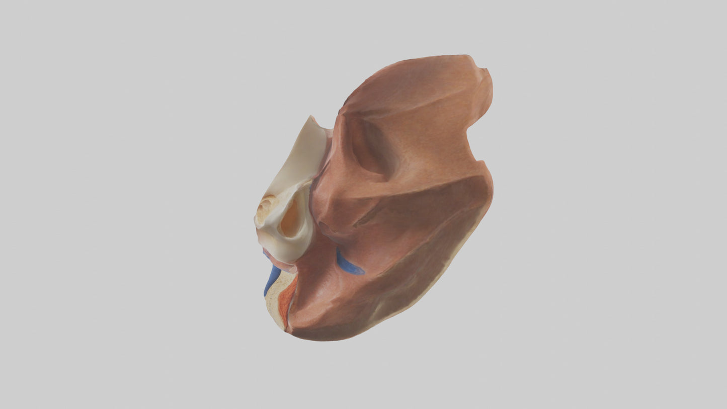 3D model Human Nasal Cavity Model VR / AR / low-poly