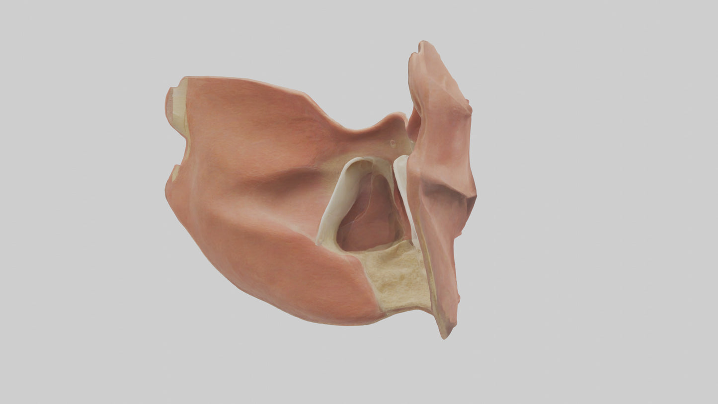 3D model Human Nasal Cavity Model VR / AR / low-poly