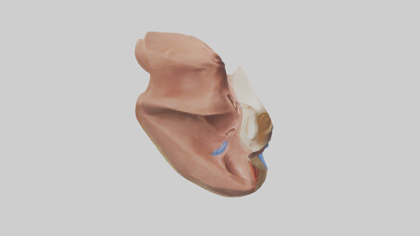 3D model Human Nasal Cavity Model VR / AR / low-poly