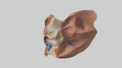 3D model Human Nasal Cavity Model VR / AR / low-poly