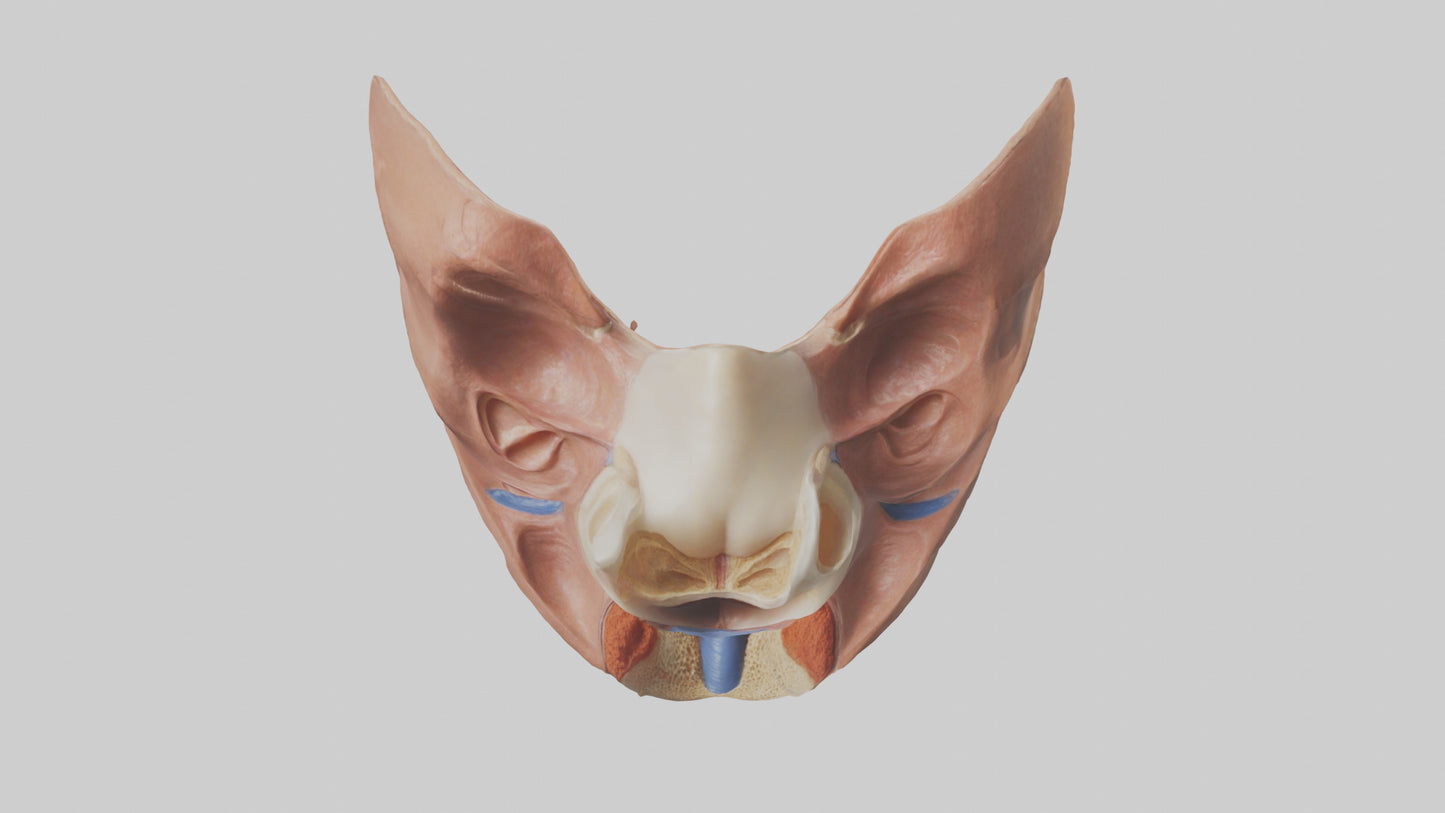 3D model Human Nasal Cavity Model VR / AR / low-poly