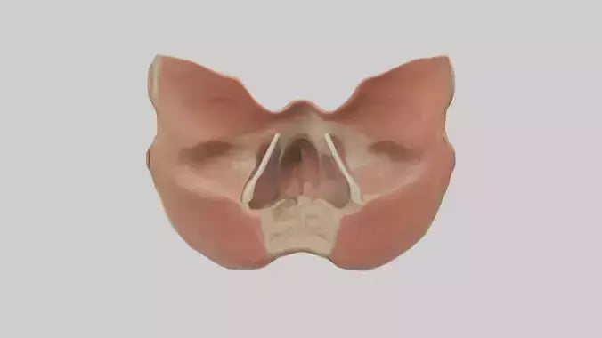 3D model Human Nasal Cavity Model VR / AR / low-poly