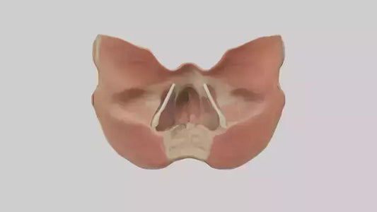 3D model Human Nasal Cavity Model VR / AR / low-poly