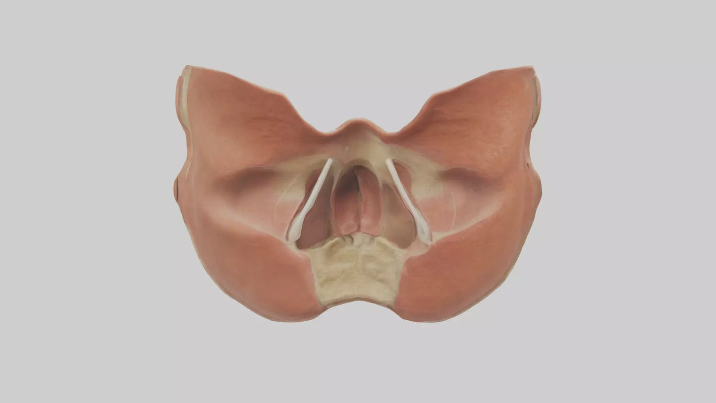 3D model Human Nasal Cavity Model VR / AR / low-poly