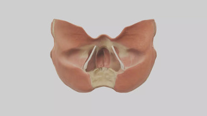 3D model Human Nasal Cavity Model VR / AR / low-poly