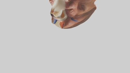 3D model Human Nasal Cavity Model VR / AR / low-poly