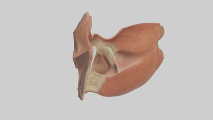 3D model Human Nasal Cavity Model VR / AR / low-poly