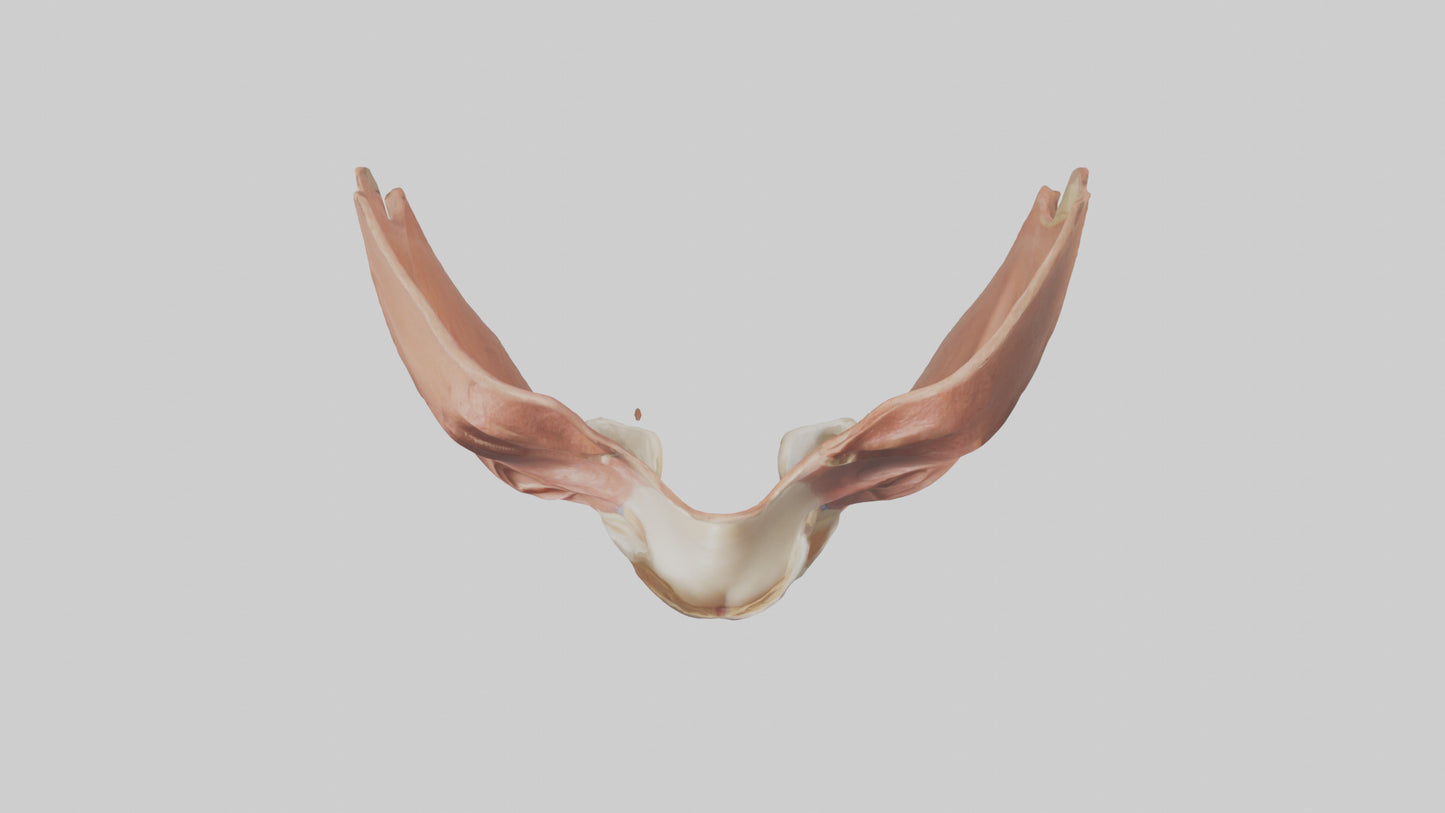 3D model Human Nasal Cavity Model VR / AR / low-poly