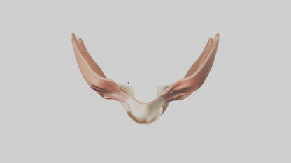 3D model Human Nasal Cavity Model VR / AR / low-poly