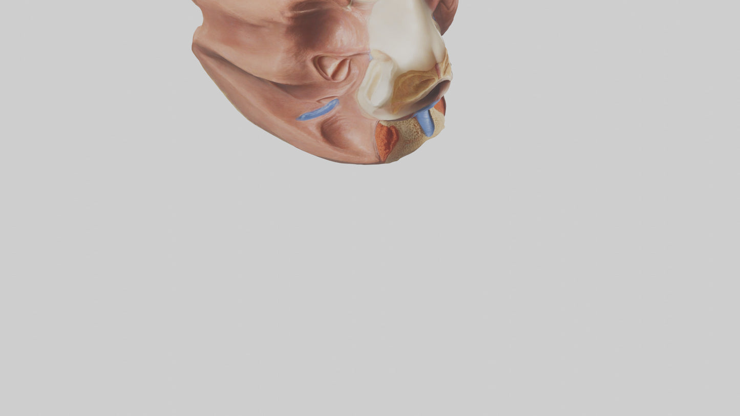 3D model Human Nasal Cavity Model VR / AR / low-poly
