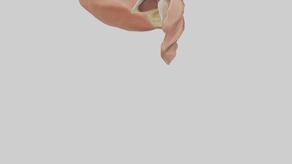 3D model Human Nasal Cavity Model VR / AR / low-poly
