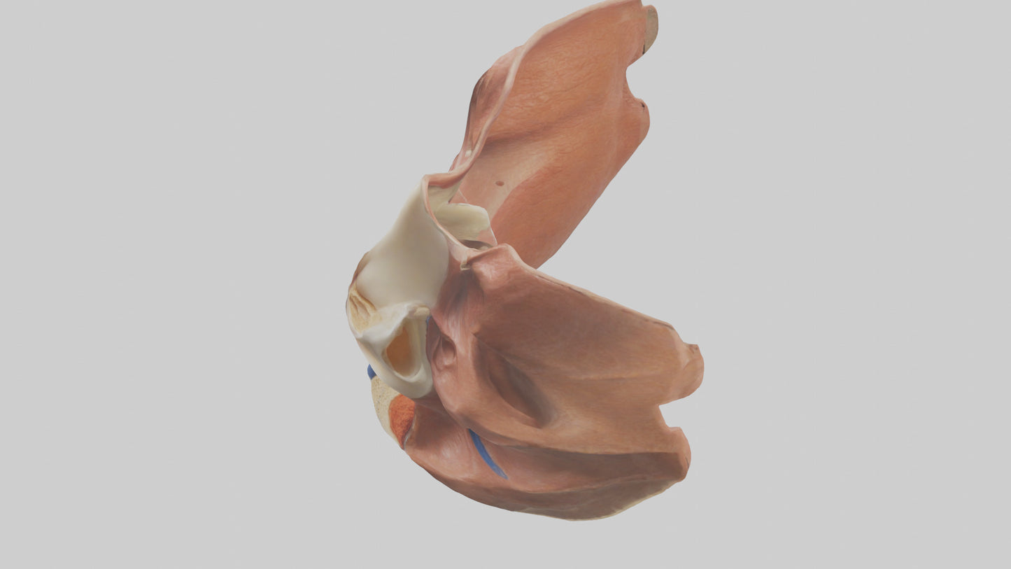 3D model Human Nasal Cavity Model VR / AR / low-poly