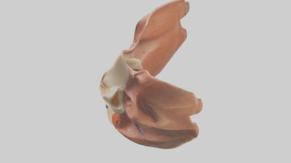 3D model Human Nasal Cavity Model VR / AR / low-poly