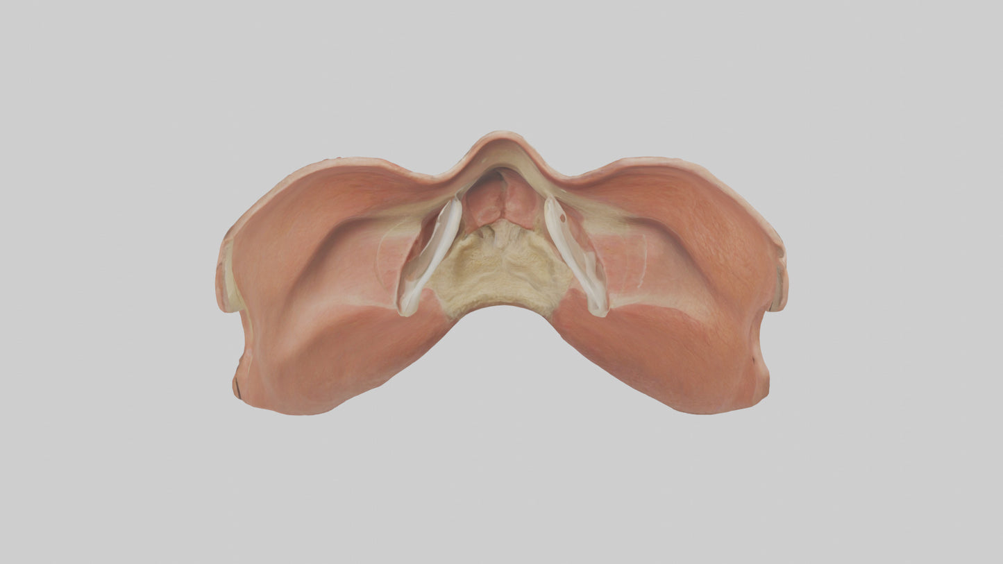 3D model Human Nasal Cavity Model VR / AR / low-poly
