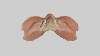 3D model Human Nasal Cavity Model VR / AR / low-poly