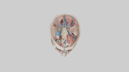 3D model Human Neck Anatomy Model VR / AR / low-poly