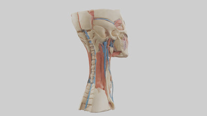 3D model Human Neck Anatomy Model VR / AR / low-poly