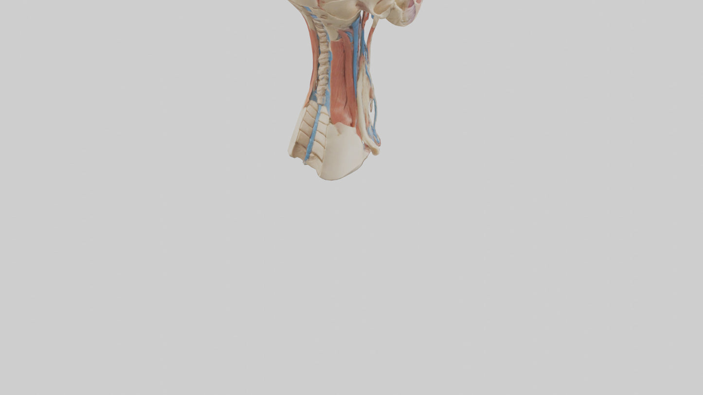 3D model Human Neck Anatomy Model VR / AR / low-poly