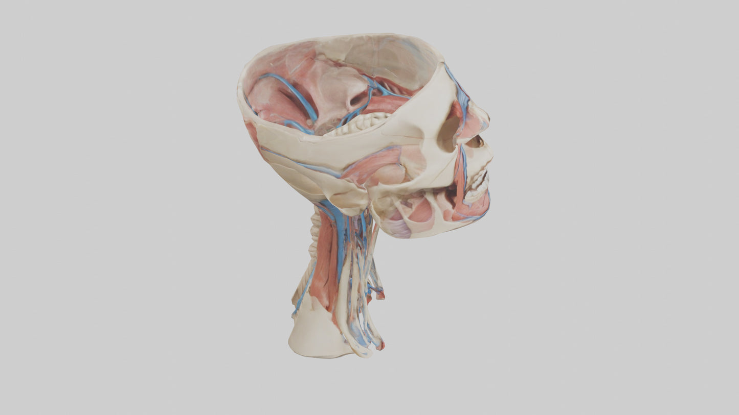 3D model Human Neck Anatomy Model VR / AR / low-poly