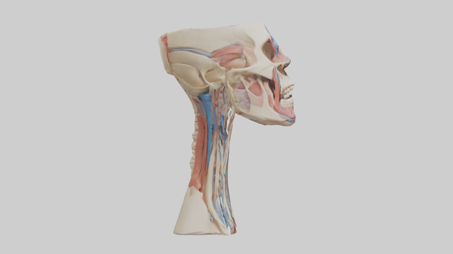3D model Human Neck Anatomy Model VR / AR / low-poly