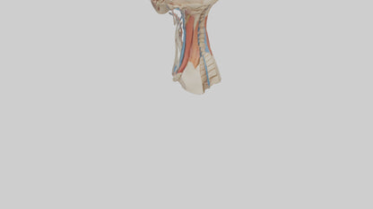 3D model Human Neck Anatomy Model VR / AR / low-poly
