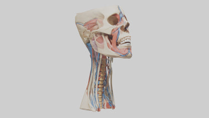3D model Human Neck Anatomy Model VR / AR / low-poly