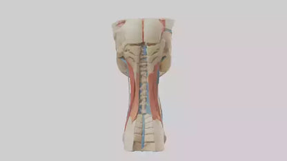 3D model Human Neck Anatomy Model VR / AR / low-poly