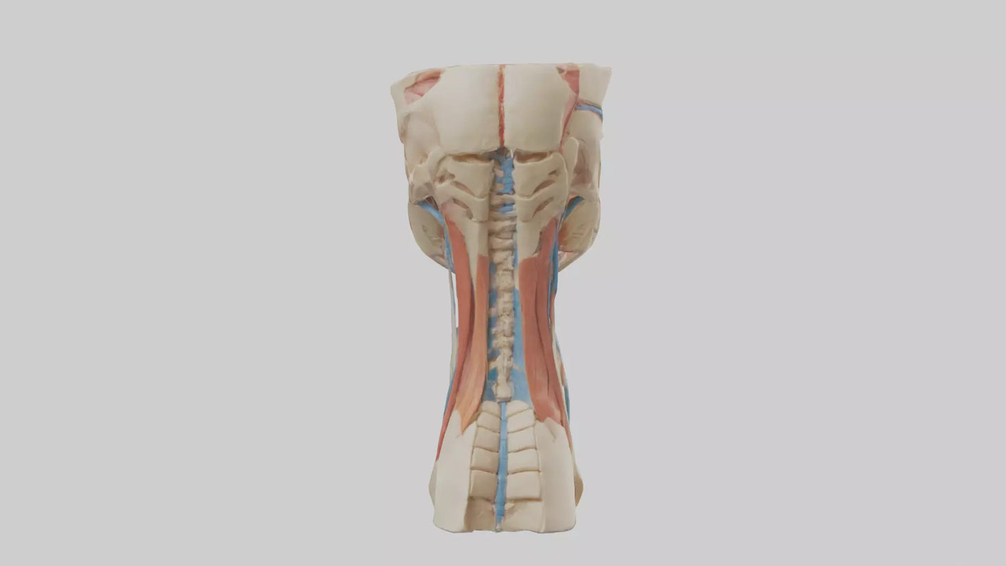 3D model Human Neck Anatomy Model VR / AR / low-poly