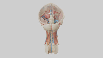 3D model Human Neck Anatomy Model VR / AR / low-poly