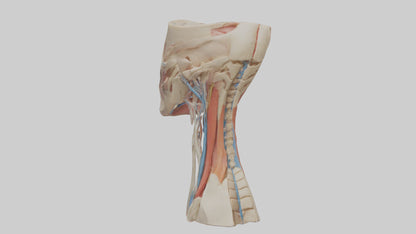 3D model Human Neck Anatomy Model VR / AR / low-poly