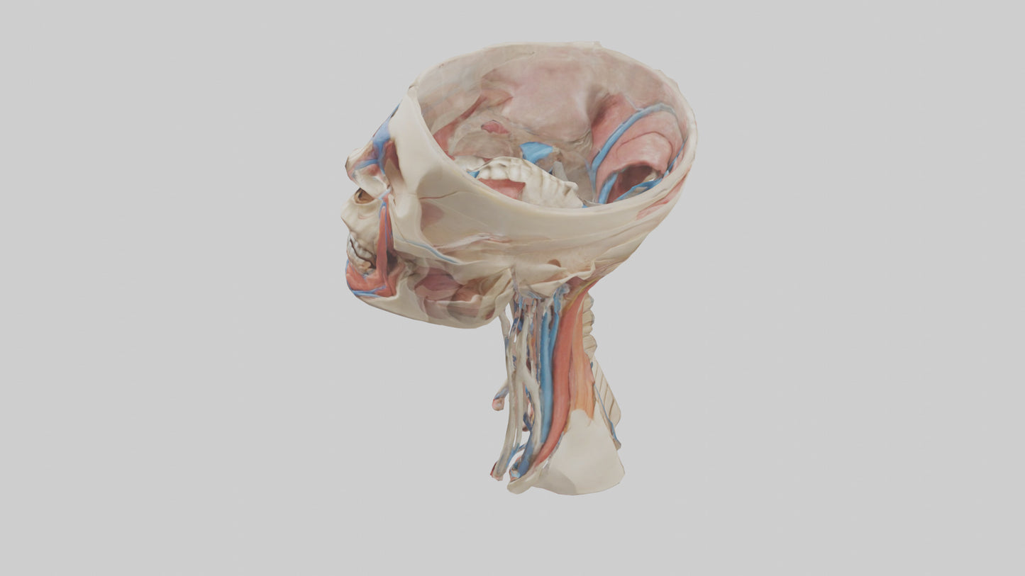 3D model Human Neck Anatomy Model VR / AR / low-poly