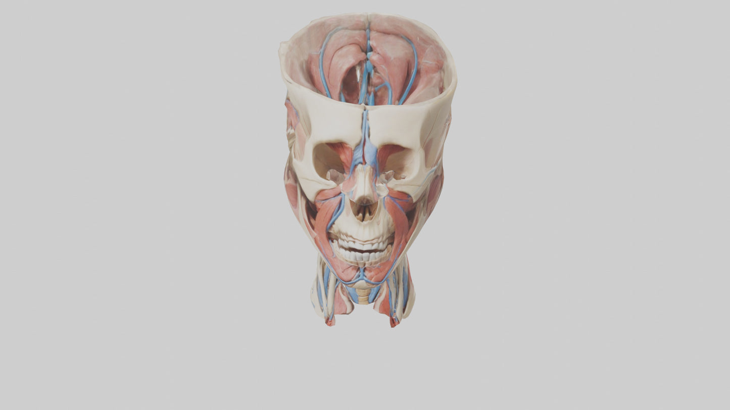 3D model Human Neck Anatomy Model VR / AR / low-poly