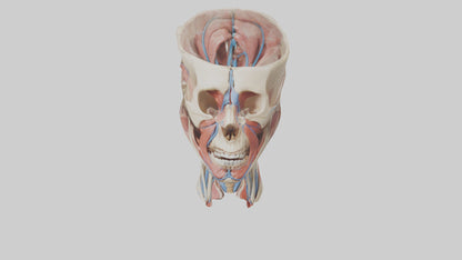 3D model Human Neck Anatomy Model VR / AR / low-poly