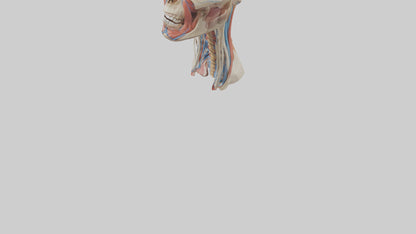3D model Human Neck Anatomy Model VR / AR / low-poly